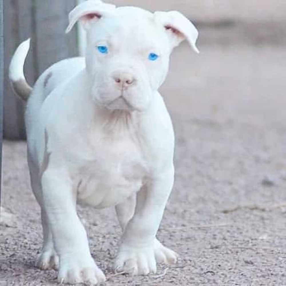 Meet your Posher, Lily